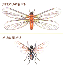 シロアリの羽アリ アリの羽アリ