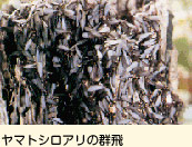 ヤマトシロアリの群飛