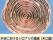 木材におけるシロアリの食痕(木口面)