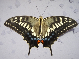 s-P8210003.jpg